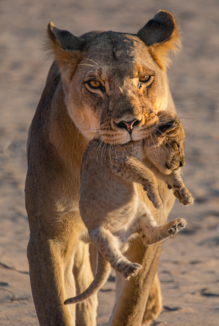 Löwen Taxi in der Kalahari