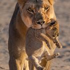 Löwen Taxi in der Kalahari