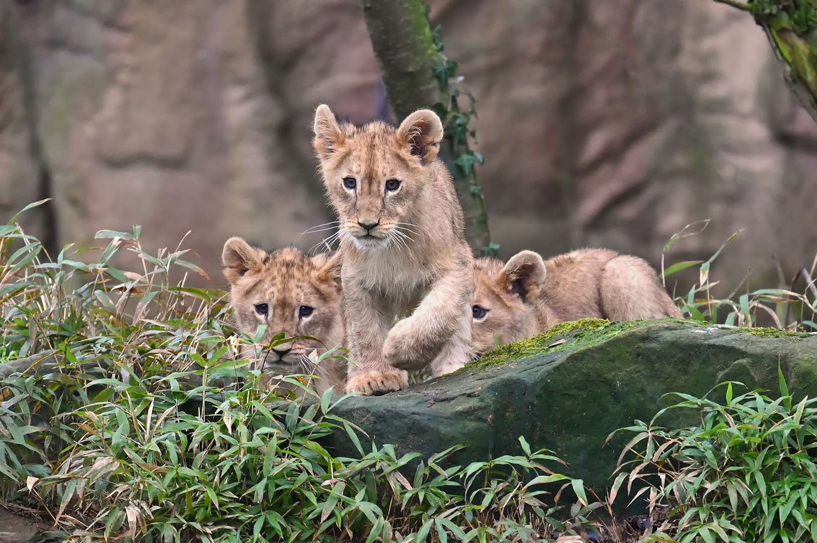 Löwen Trio