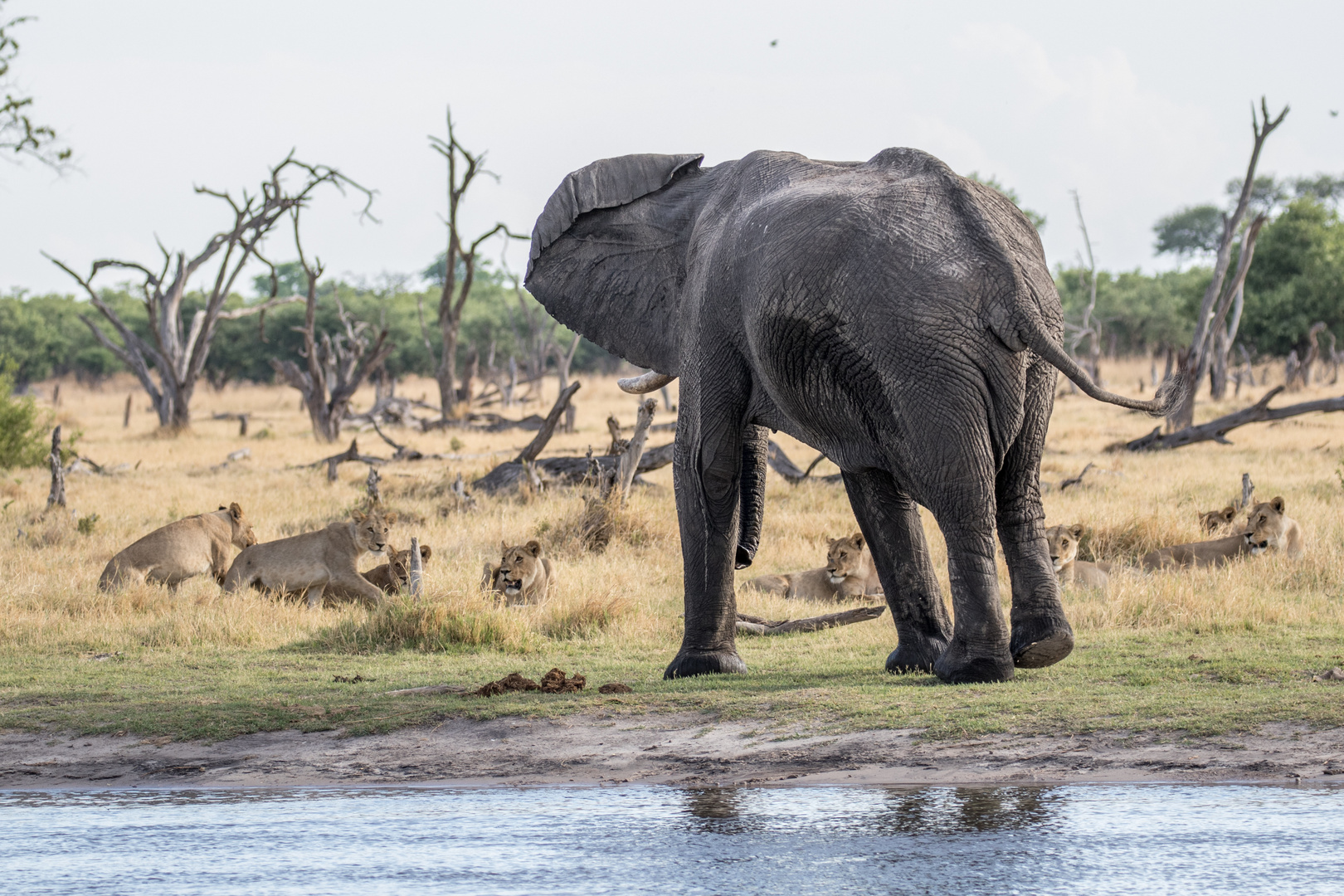 Löwen und Elefant