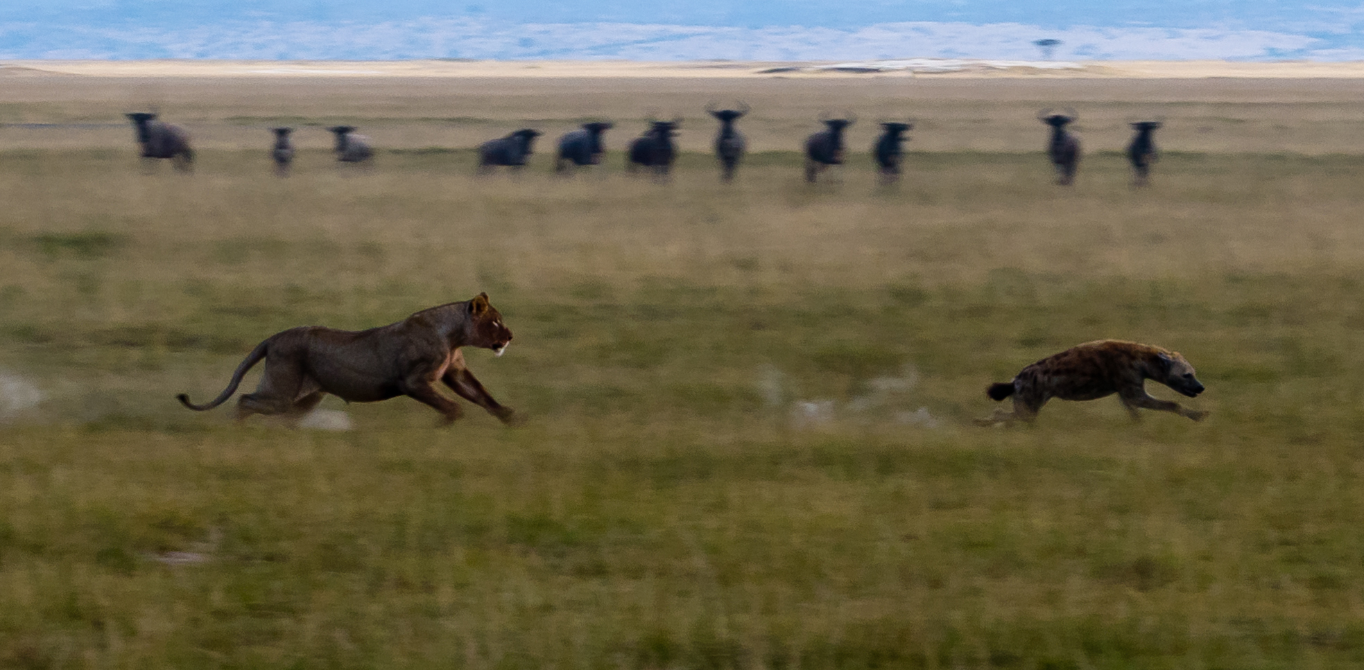 Löwen und Hyänen im Amboseli NP 2