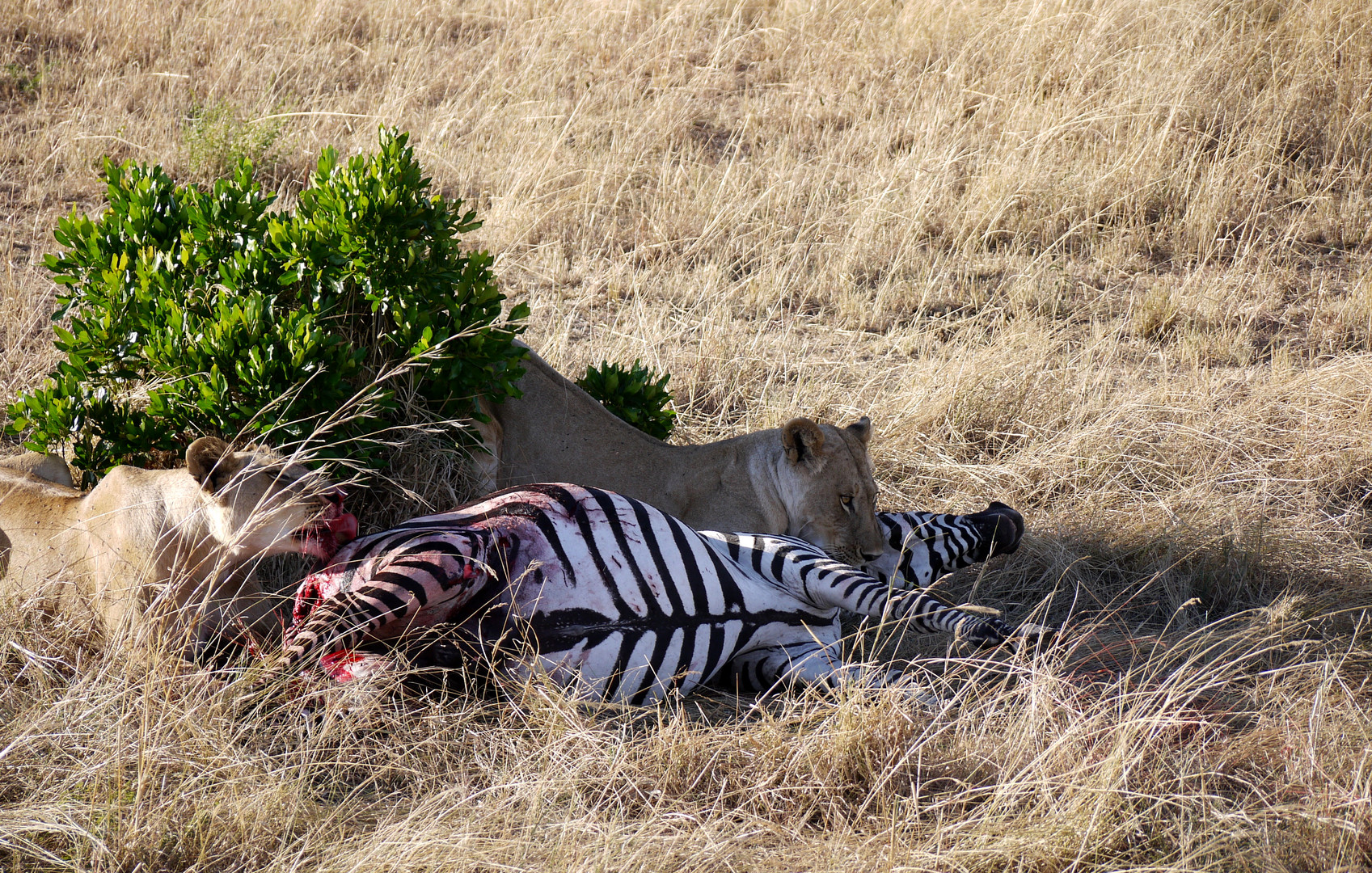 Loewen und Zebra