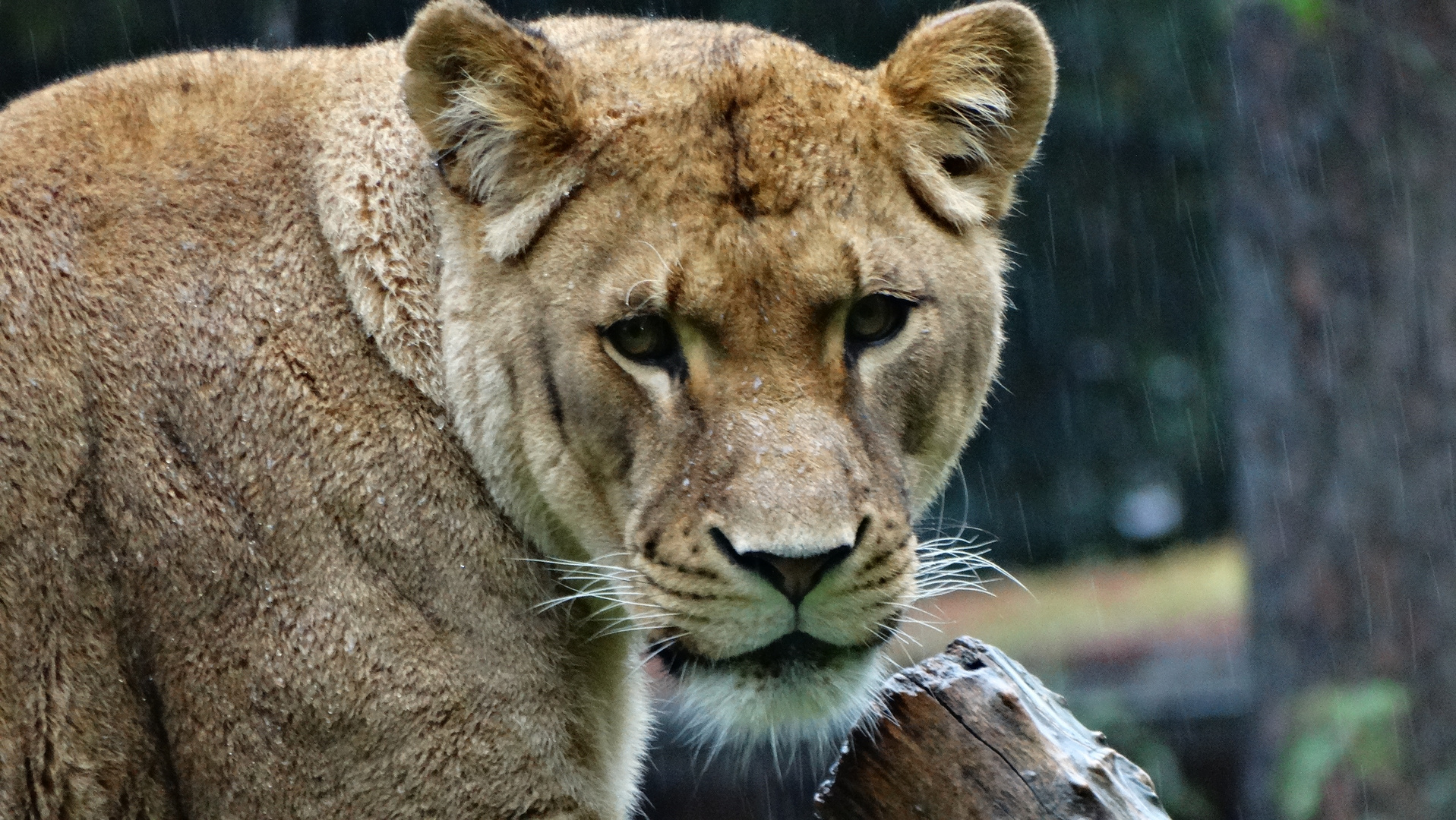 Löwen Weibchen mit vollem Telle Rostocker Zoo