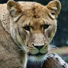 Löwen Weibchen mit vollem Telle Rostocker Zoo