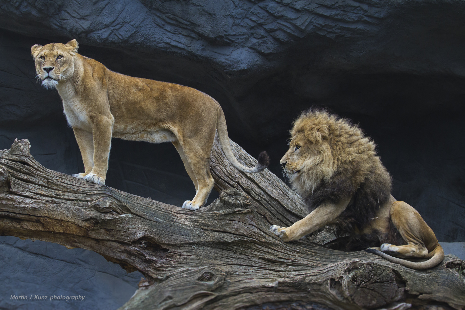 Löwen - Zoo Hagenbeck Hamburg