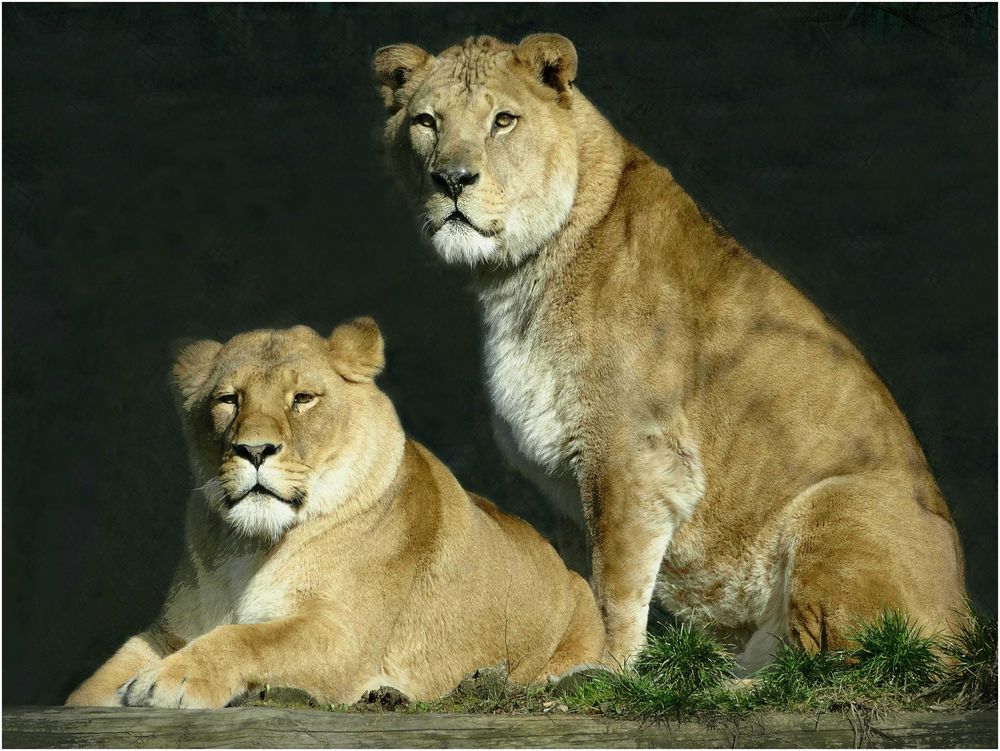 Löwen (Zoo Neuwied)