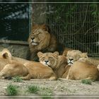 Löwen Zoo Osnabrück