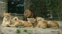 Löwen Zoo Osnabrück