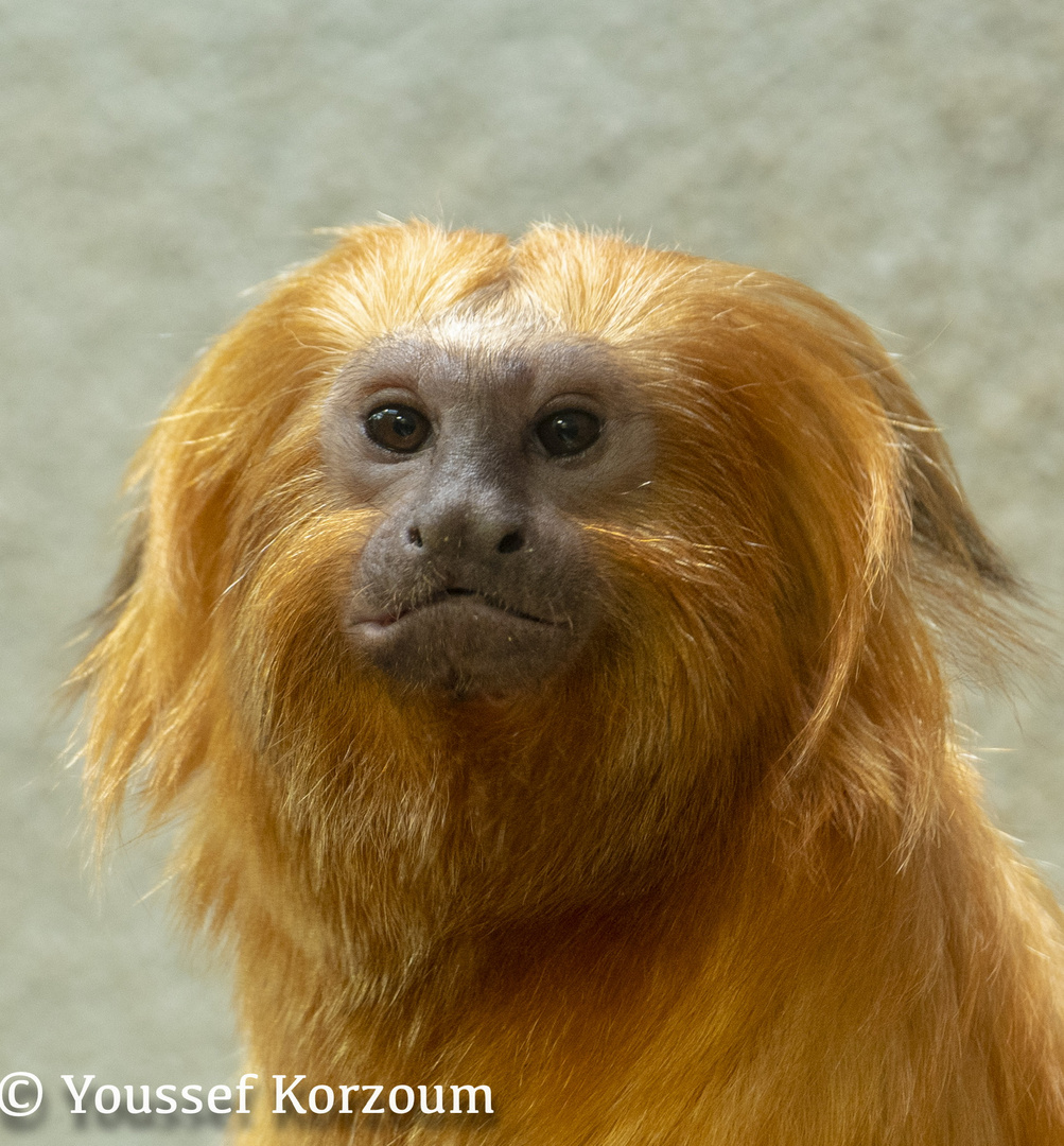 Löwenäffchen Züricher Zoo 2016