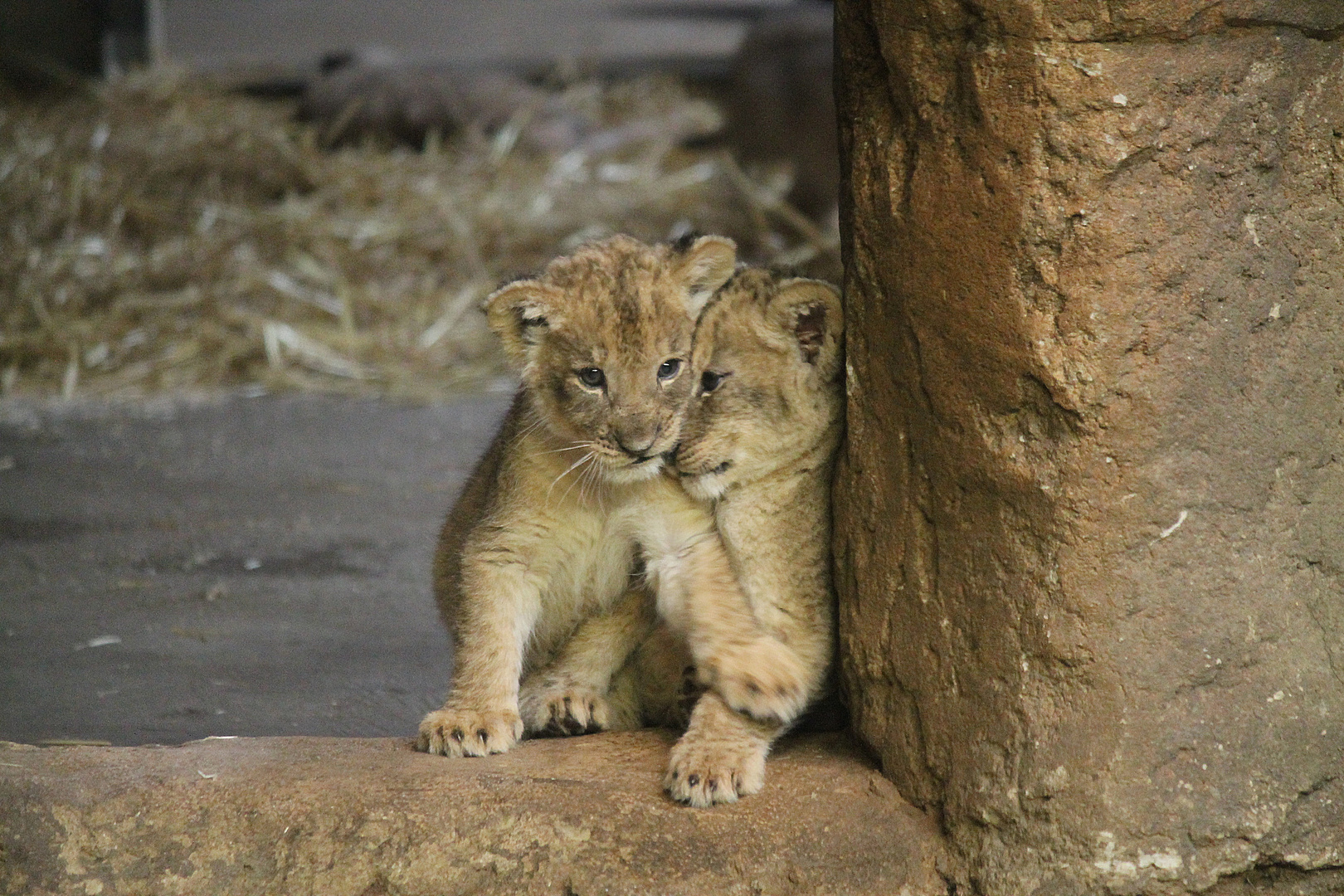 Löwenbabies