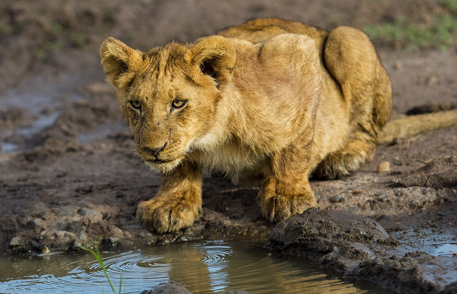 Löwenbaby am Wasserloch