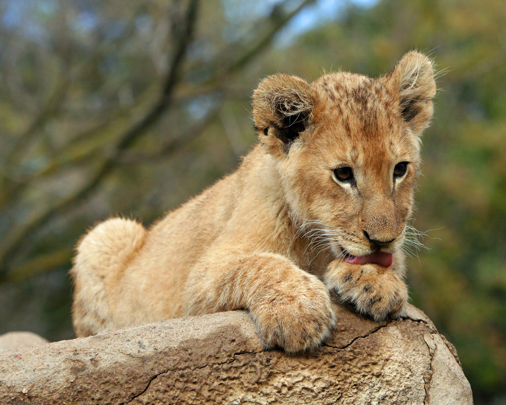 löwenbaby Foto & Bild tiere, tierkinder, natur Bilder auf