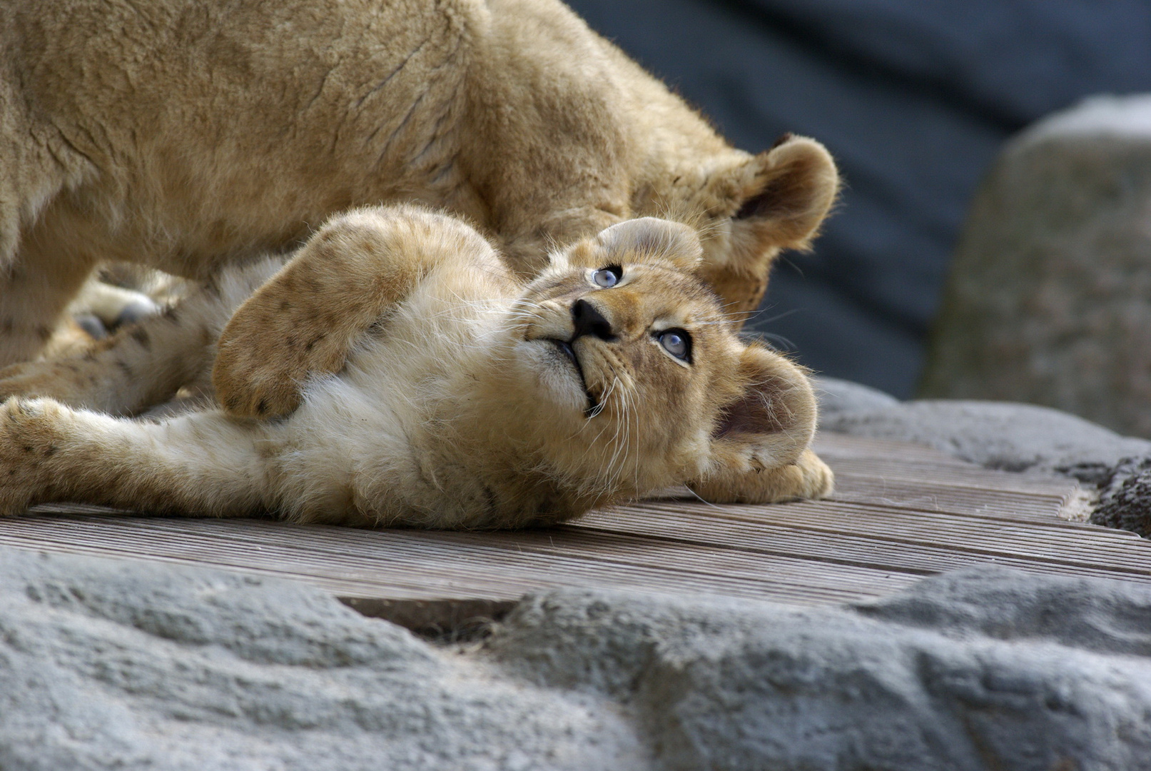 Löwenbaby Foto & Bild | Natur, Raubtiere, Säugetiere Bilder auf ...