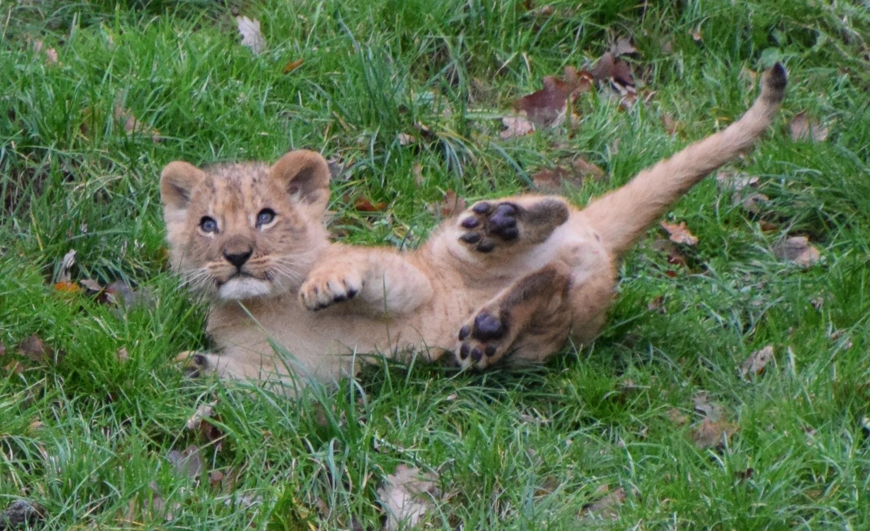 Löwenbaby Gaia Zoo Niederlande