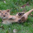 Löwenbaby Gaia Zoo Niederlande