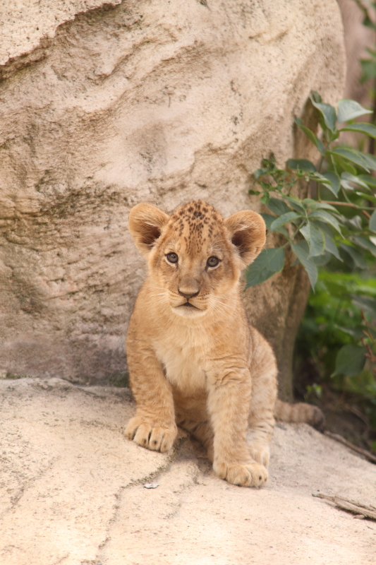 Löwenbaby im Dresdener Zoo :)