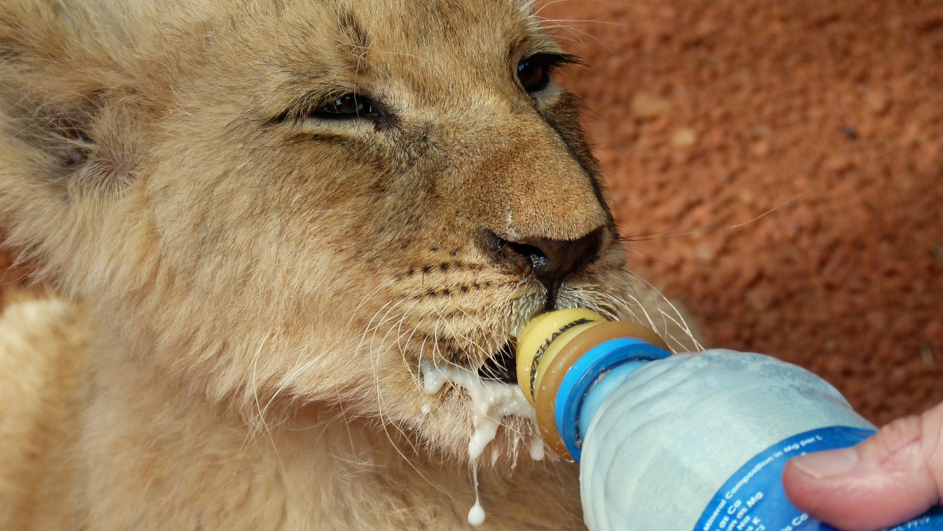 Löwenbaby im Waisenhaus Südafrika