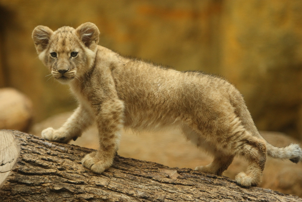 Löwenbaby im Zoo Wuppertal