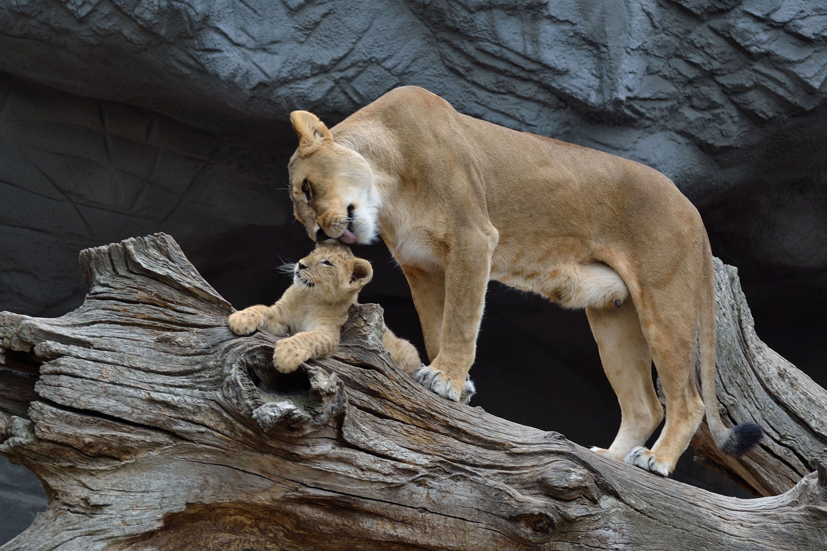 Löwenbaby mit Mutter
