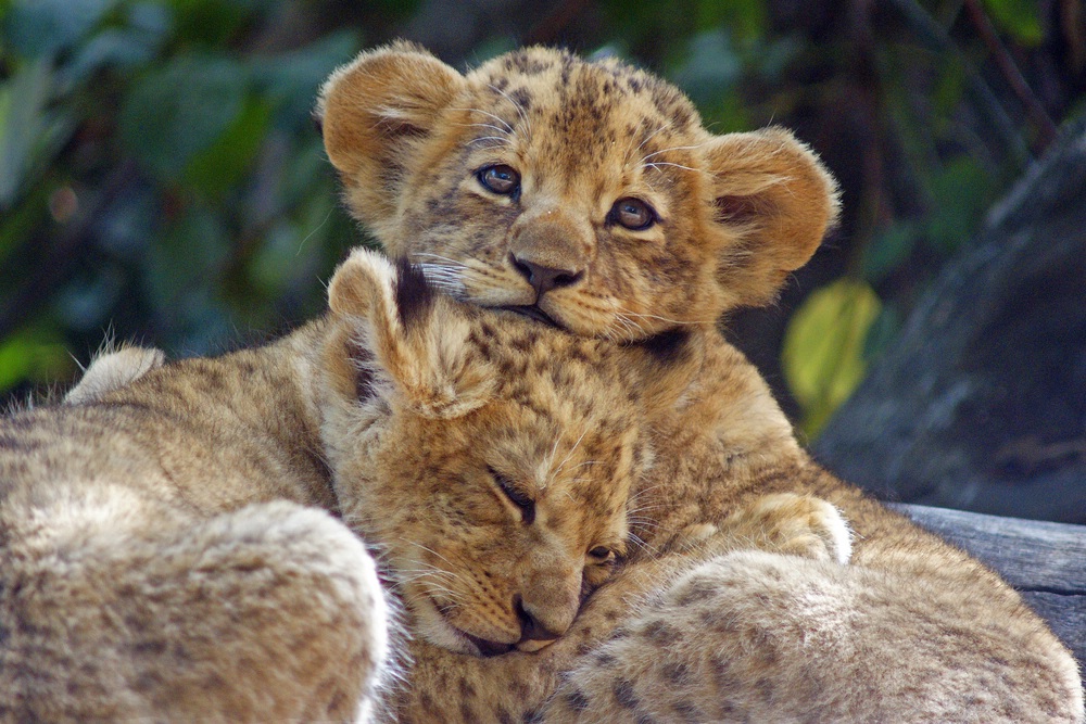 Löwenbabys Foto & Bild | tiere, tierkinder, natur Bilder auf fotocommunity