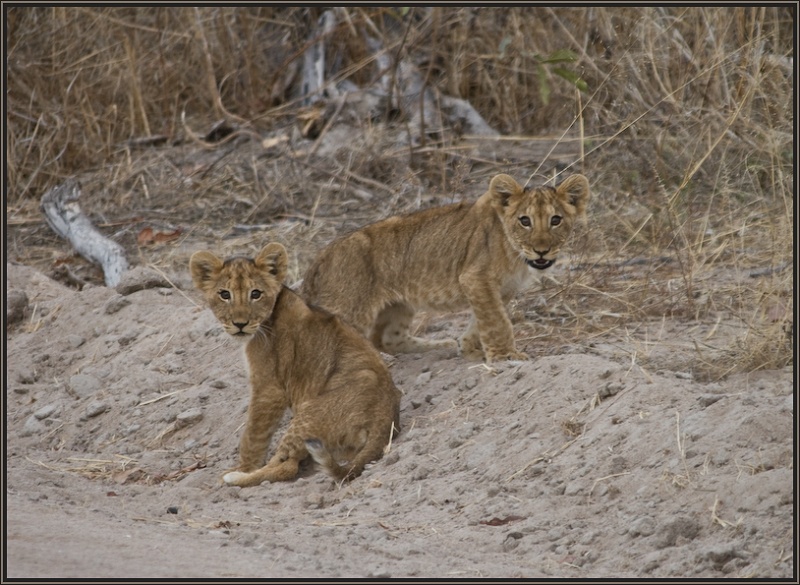 Löwenbabys