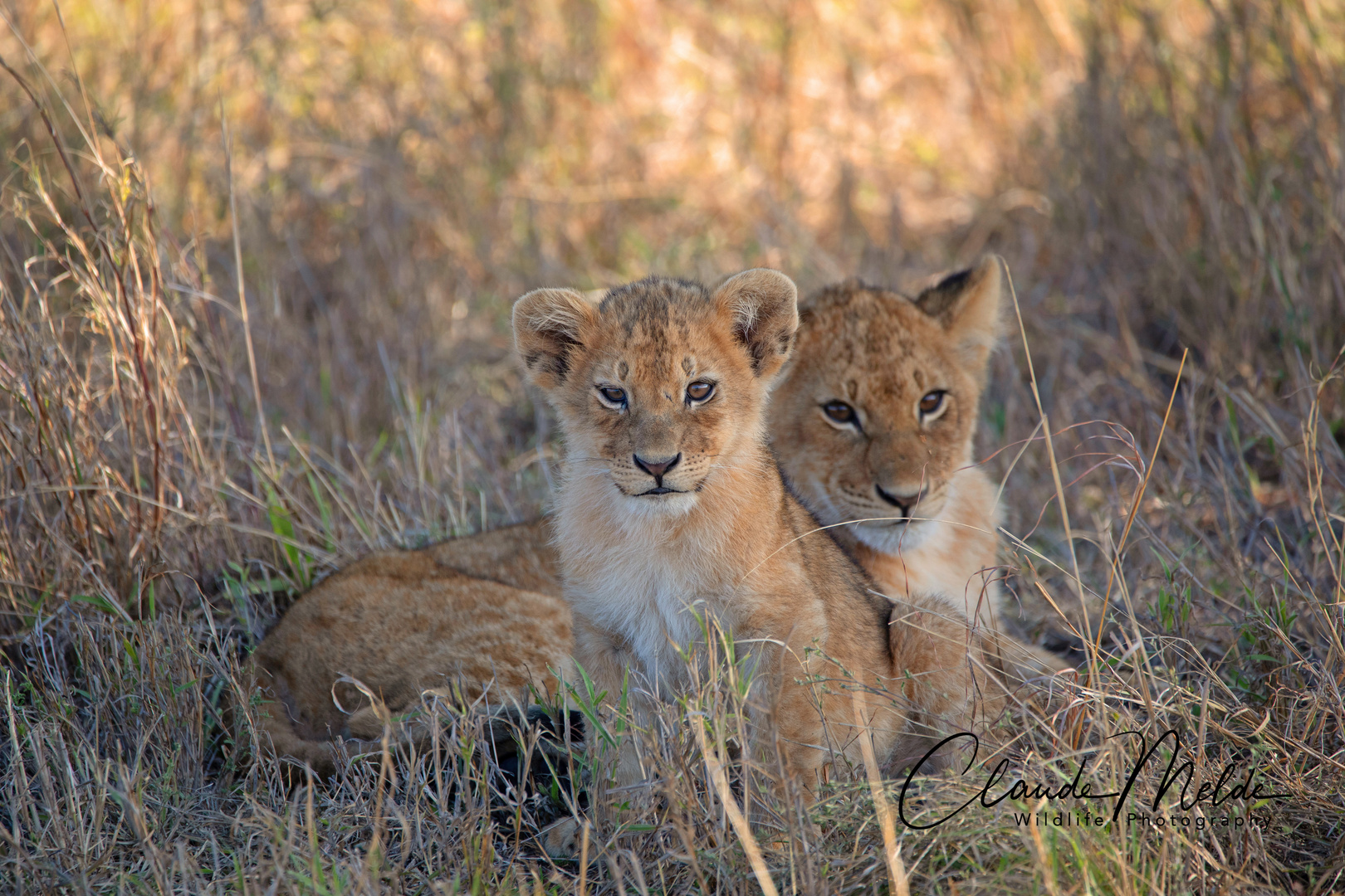 Löwenbabys