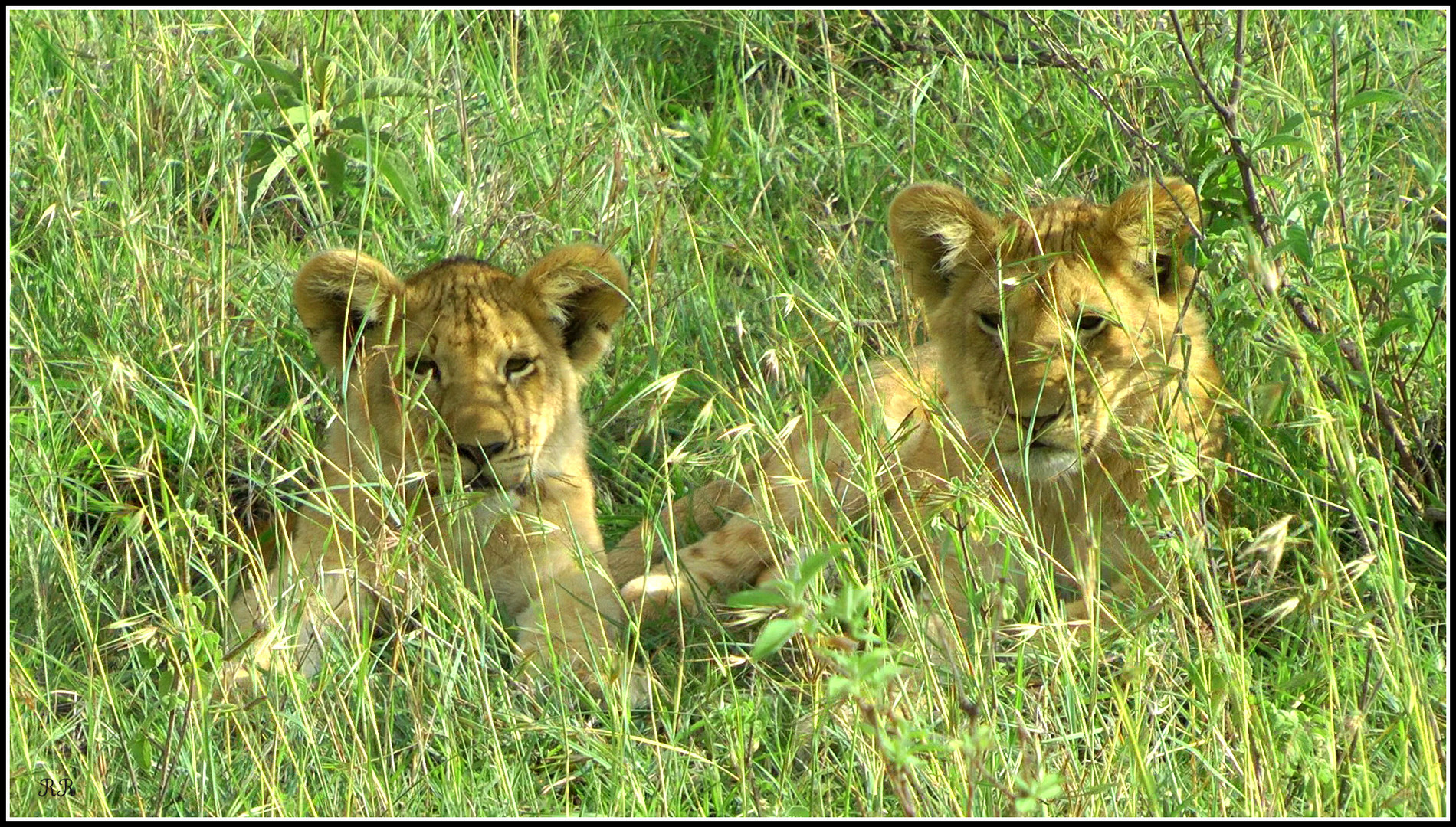 Löwenbabys