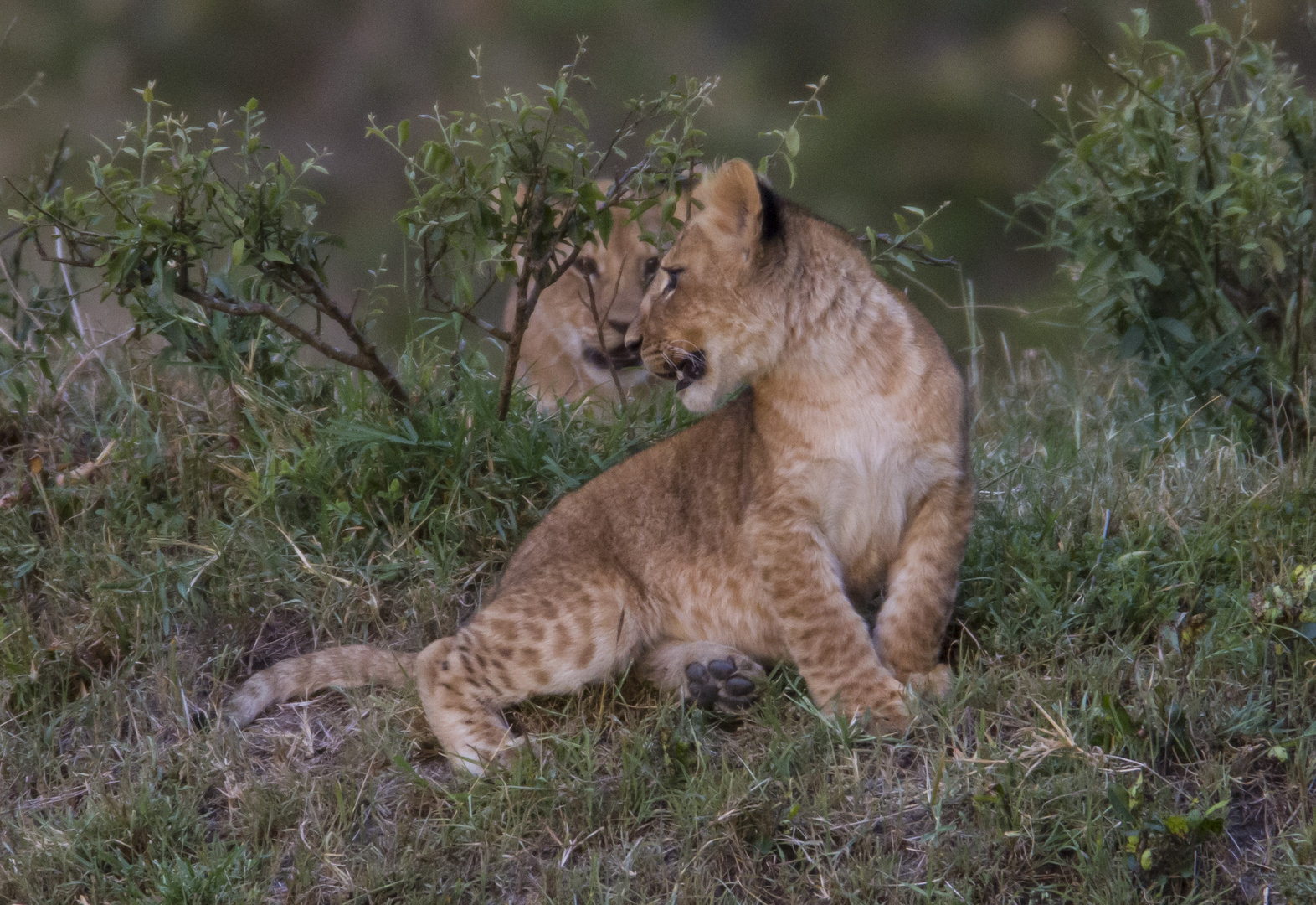 Löwenbabys