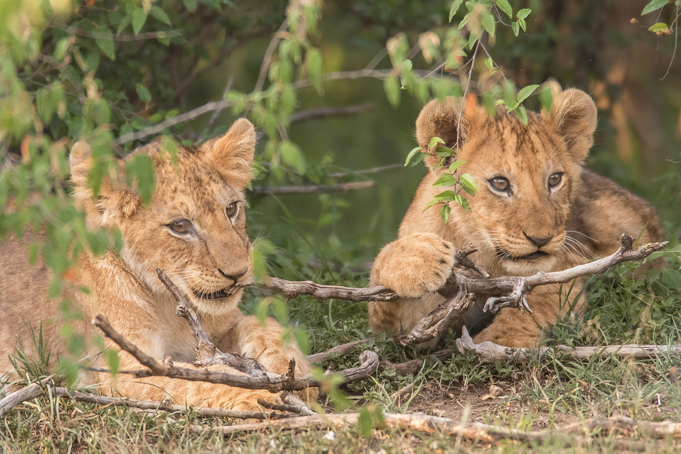 Löwenbabys