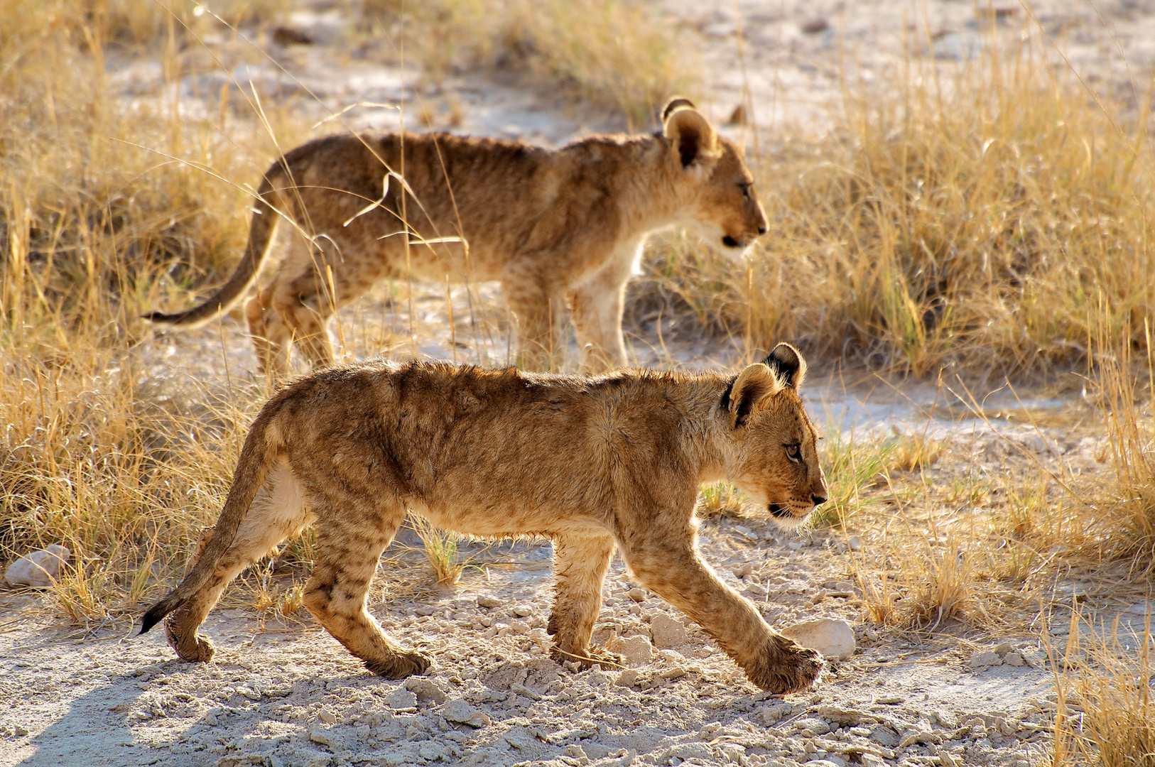 Löwenbabys