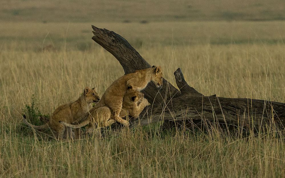 Löwenbabys beim spielen
