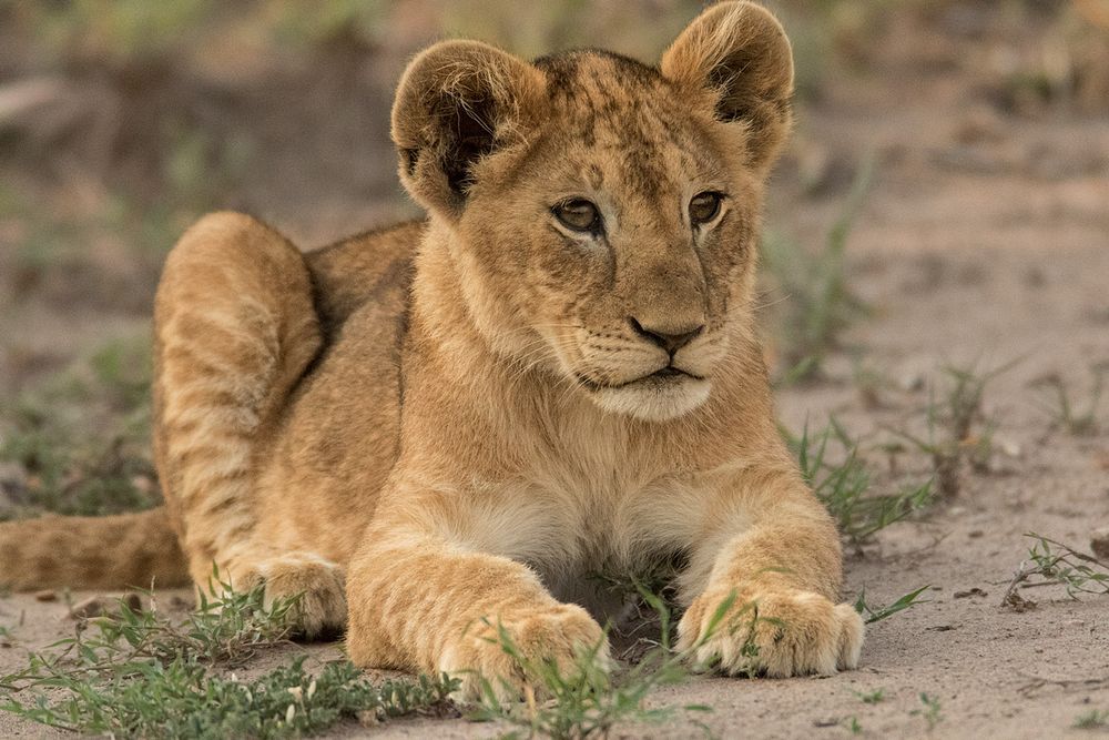 Löwenbabys Foto & Bild | tiere, wildlife, säugetiere Bilder auf fotocommunity
