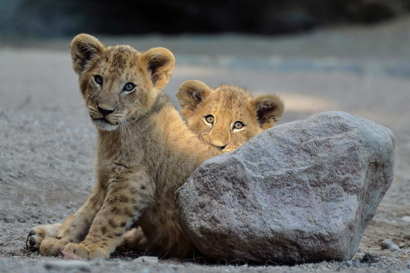 Löwenbabys im Spot Foto & Bild | tiere, tierkinder, raubkatzen Bilder