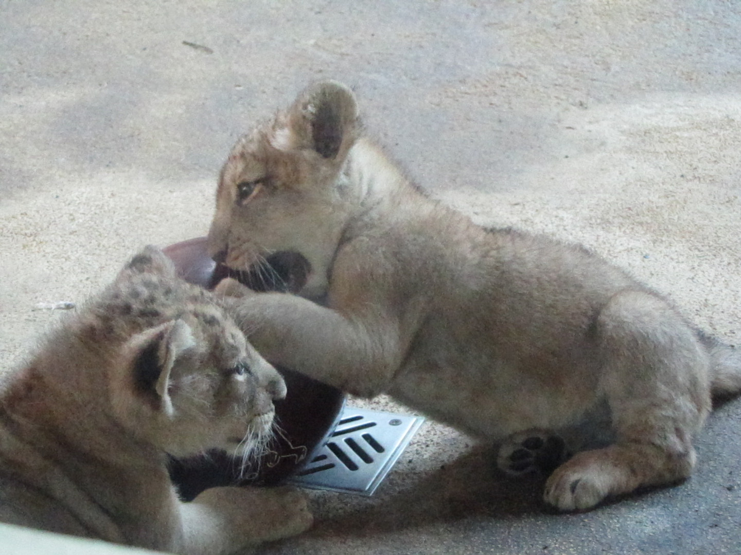 Löwenbabys im Zoo Magdeburg 2010