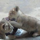 Löwenbabys im Zoo Magdeburg 2010