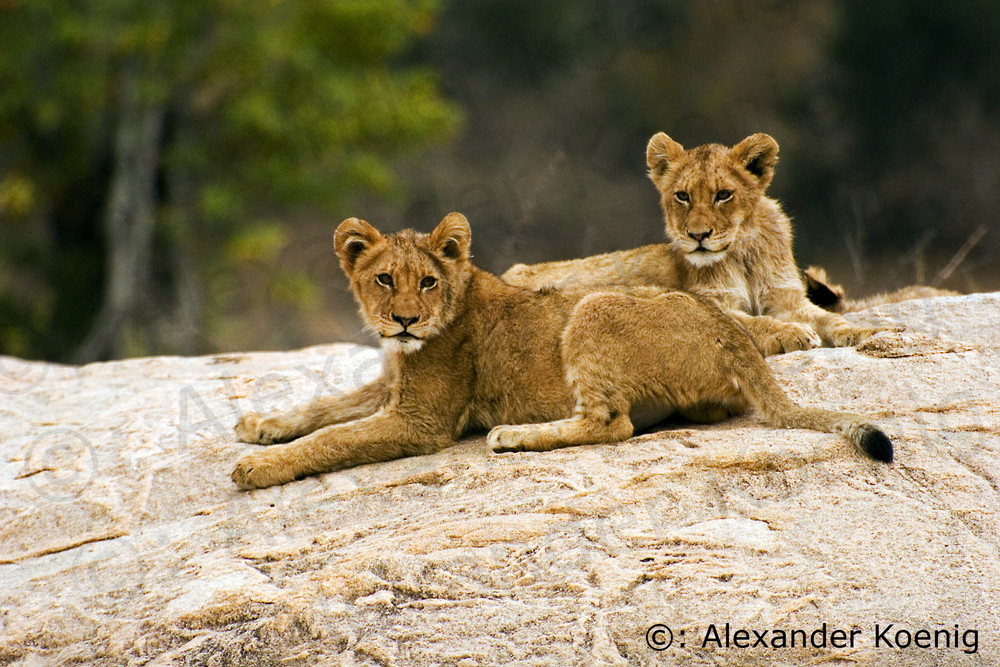 Löwenbabys in Südafrika