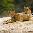 Löwenbabys in Südafrika