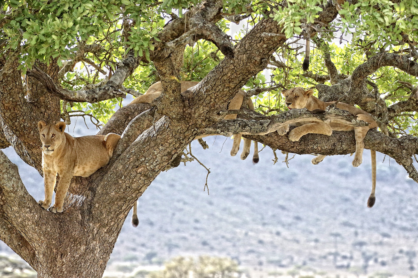 Löwenbaum Serengeti