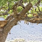 Löwenbaum Serengeti