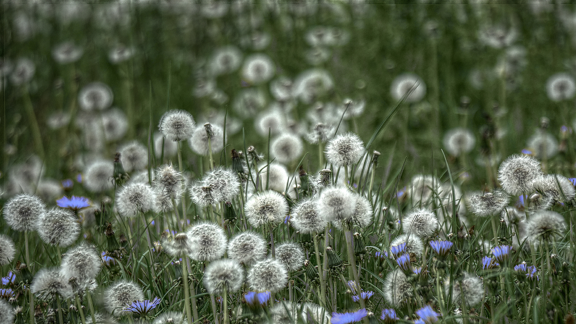 Löwenblau