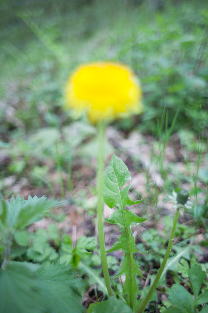 Löwenbokeh