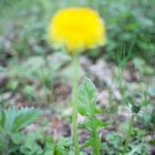 Löwenbokeh