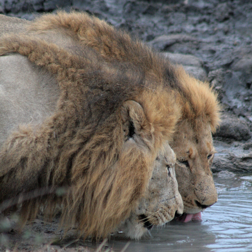 Löwenbrüder im Ngala Game Reserve