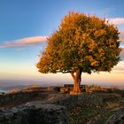 Löwenburg Morgendämmerung