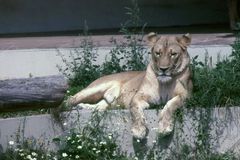 Löwendame im Berliner Zoo