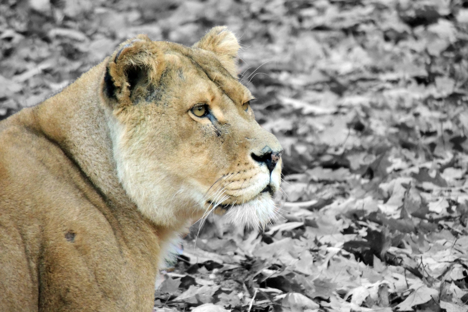 Löwendame im BurgerZoo