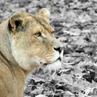 Löwendame im BurgerZoo