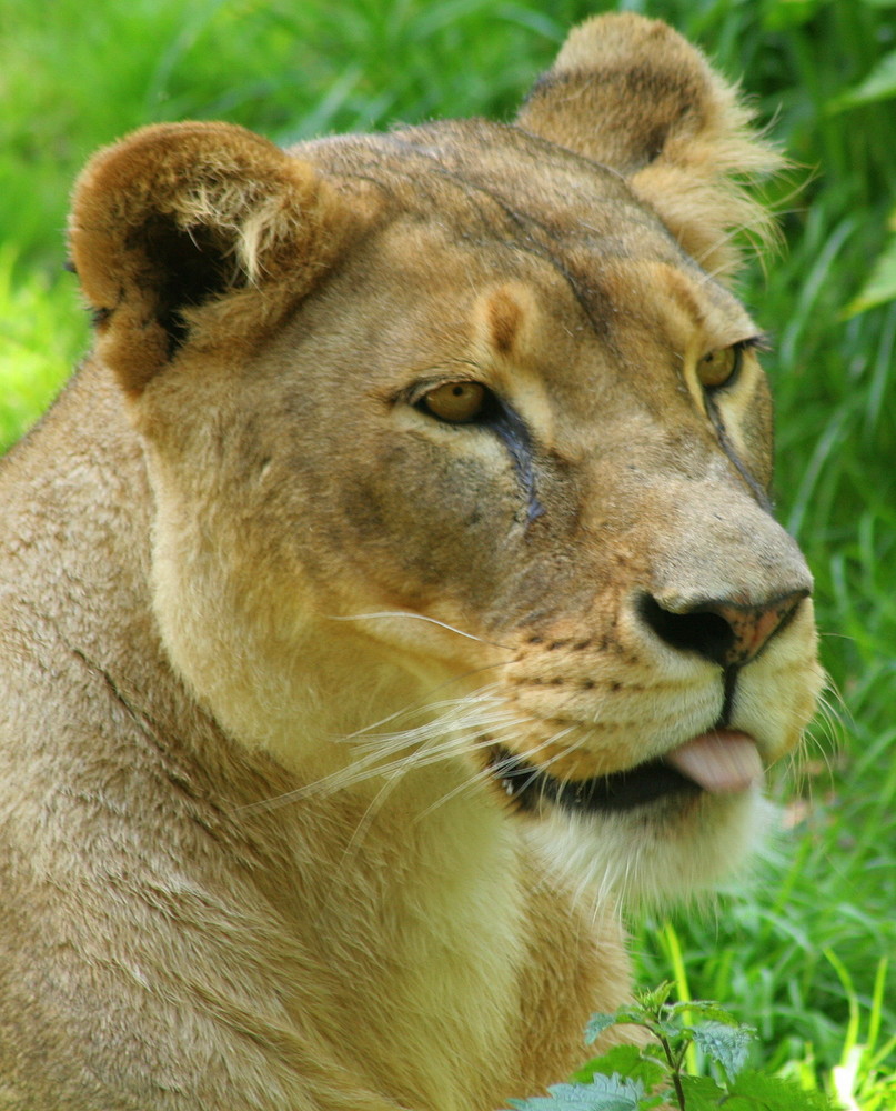 Löwendame im Duisburger Zoo 08.05.2008