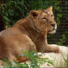 Löwendame im Frankfurter Zoo