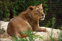 Löwendame im Frankfurter Zoo